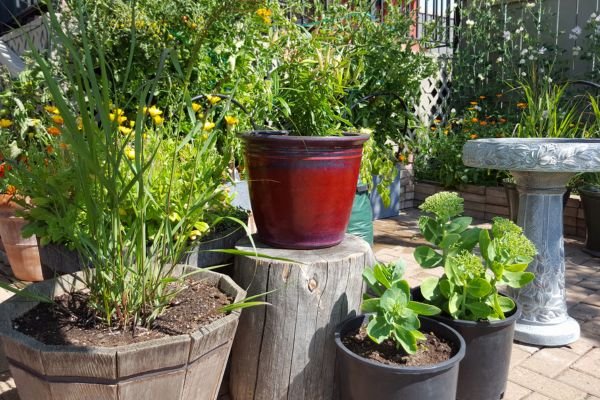 Técnicas Avançadas de Composição para Jardins Pequenos