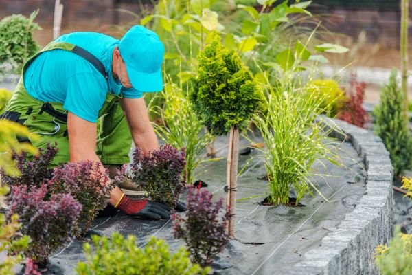 Como Criar um Jardim de Baixa Manutenção: Guia Completo para Paisagismo Prático